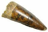 Fossil Spinosaurus Tooth - Real Dinosaur Tooth #363473-1